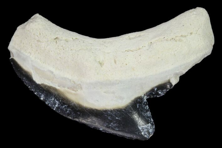 Fossil Tiger Shark Tooth - Bone Valley, Florida #122572